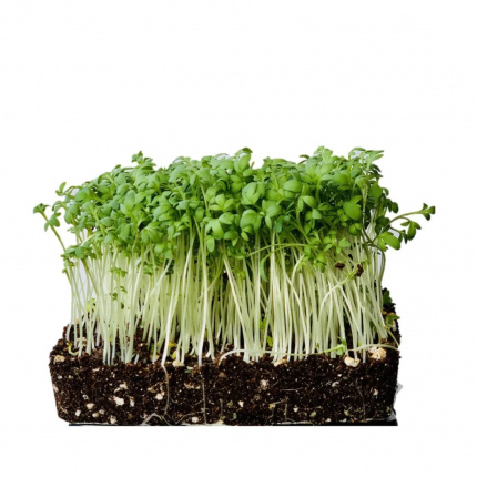 Seme Mikrobilje Kres Salata 200gr