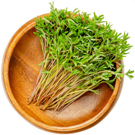 Seme Mikrobilje Sočivo Crveno 200gr