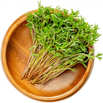 Seme Mikrobilje Sočivo Zeleno 200gr