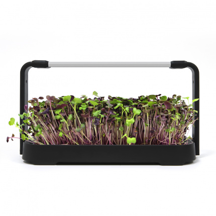 Smart Bašta MicroGreen